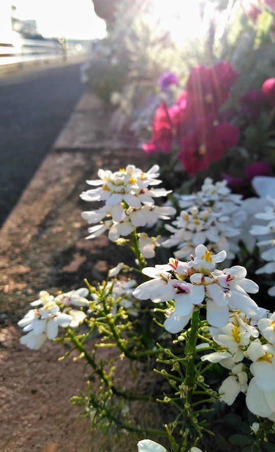 f:id:nonamed:20190409164542j:plain