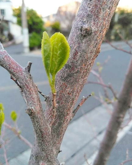 f:id:nonamed:20190411060422j:plain