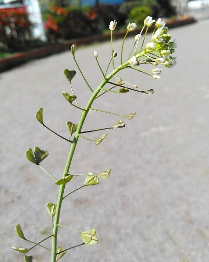 f:id:nonamed:20190413180456j:plain