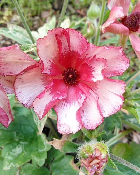 f:id:nonamed:20190419115839j:plain