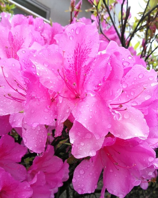 f:id:nonamed:20190430162648j:plain