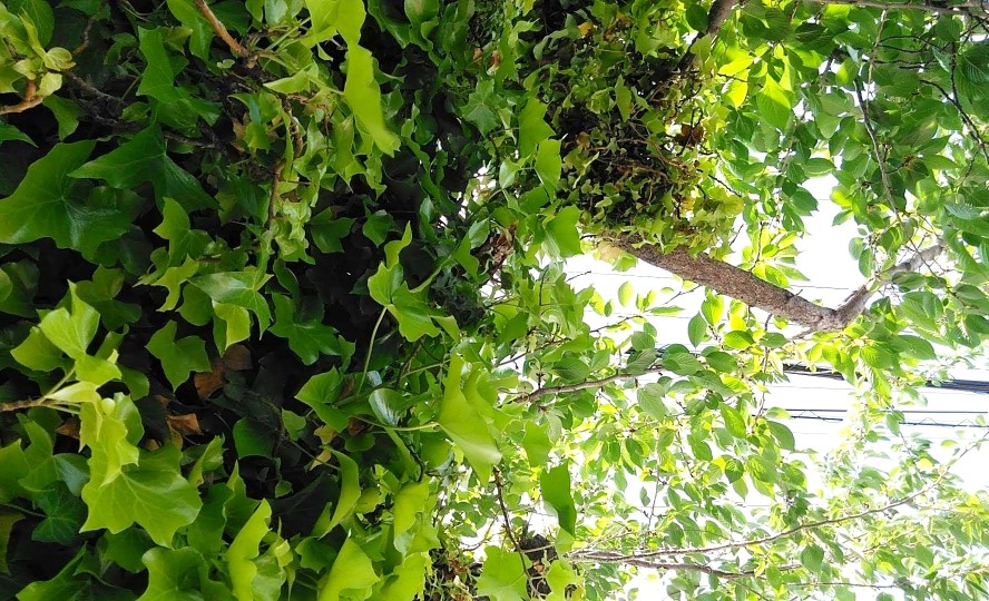 f:id:nonamed:20190503110731j:plain f:id:nonamed:20190503110731j:plain