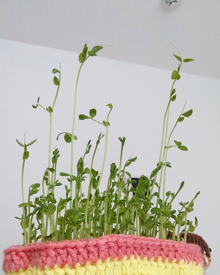 f:id:nonamed:20190821232240j:plain