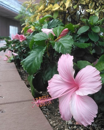 f:id:nonamed:20191209132314j:plain