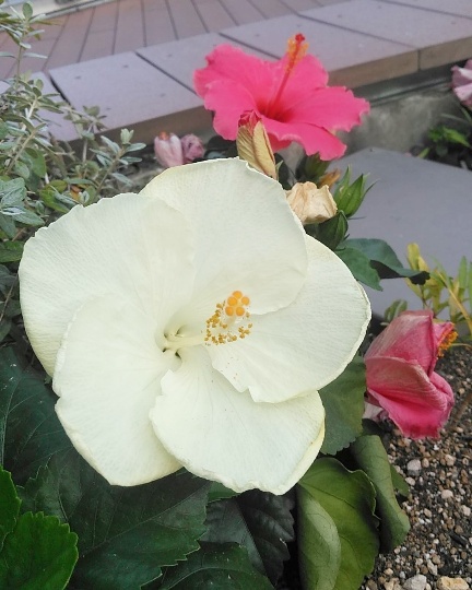 f:id:nonamed:20191209132441j:plain