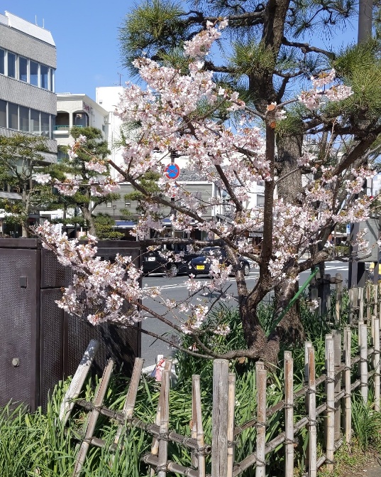 f:id:nonamed:20200225202114j:plain