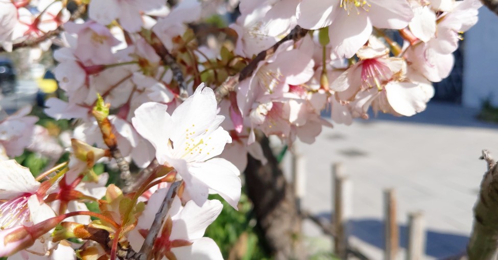 f:id:nonamed:20200226083117j:plain