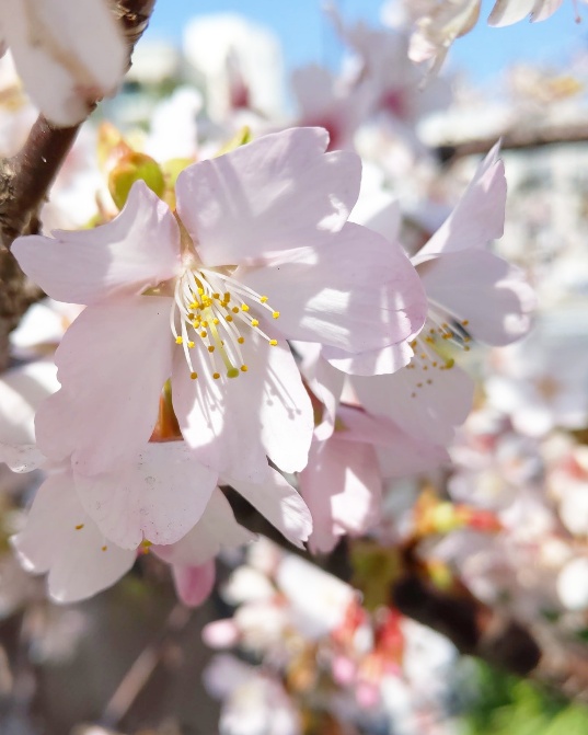 f:id:nonamed:20200226083138j:plain