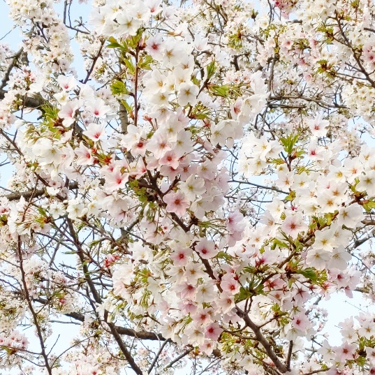 f:id:nonamed:20200325202117j:plain