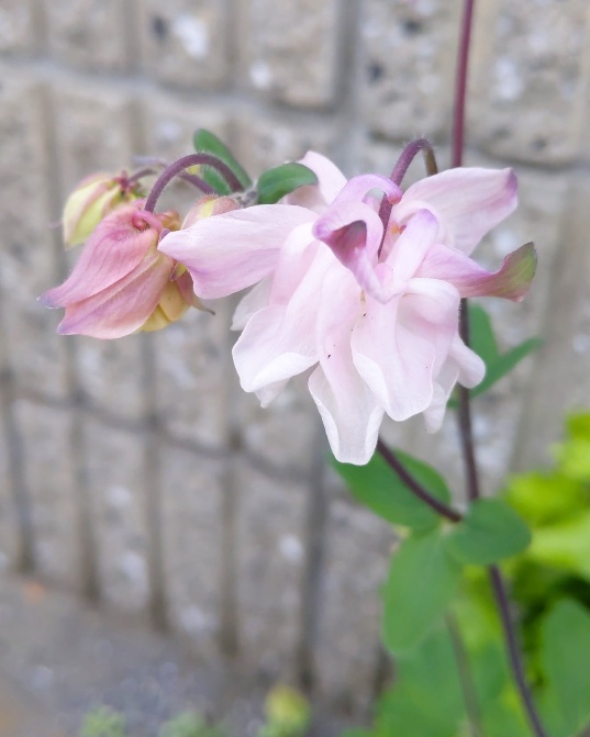 f:id:nonamed:20200422161840j:plain