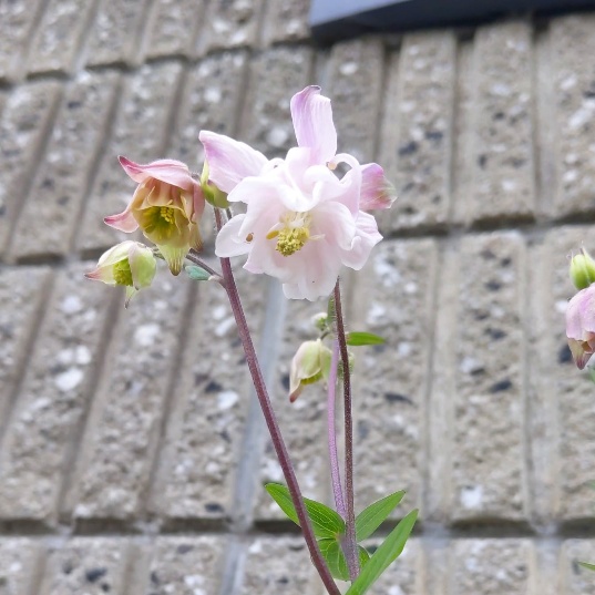 f:id:nonamed:20200422161859j:plain