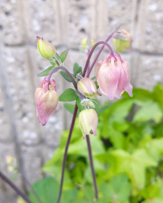 f:id:nonamed:20200422161923j:plain