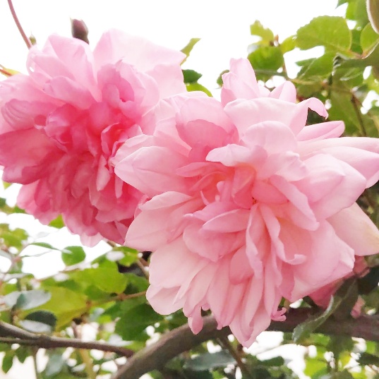 f:id:nonamed:20200503181328j:plain