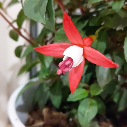 f:id:nonamed:20200504212258j:plain