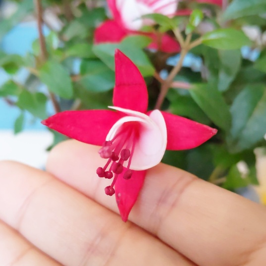 f:id:nonamed:20200504222255j:plain