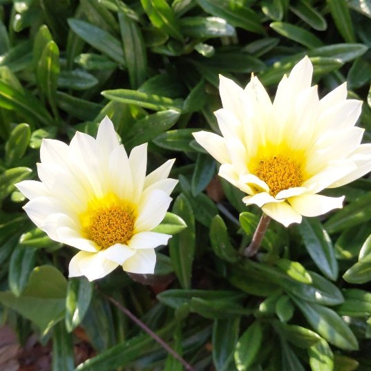 f:id:nonamed:20200508173226j:plain
