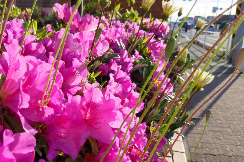 f:id:nonamed:20200508181055j:plain