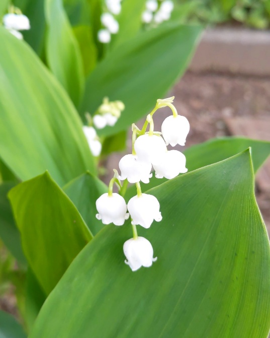 f:id:nonamed:20200508182122j:plain