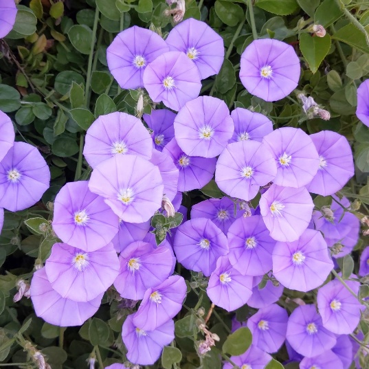 f:id:nonamed:20200508214745j:plain