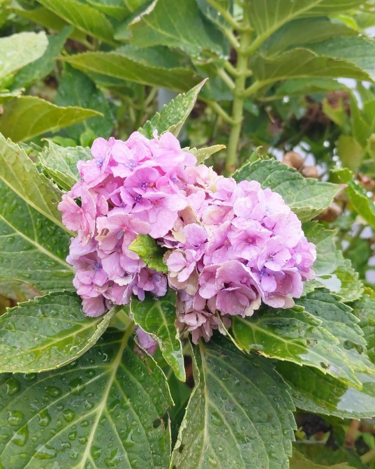 f:id:nonamed:20200927001605j:plain