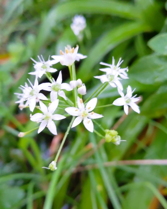 f:id:nonamed:20201020004517j:plain