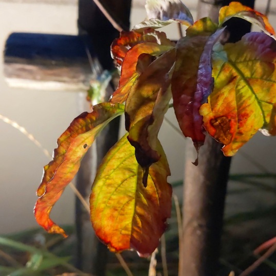 f:id:nonamed:20201023180749j:plain
