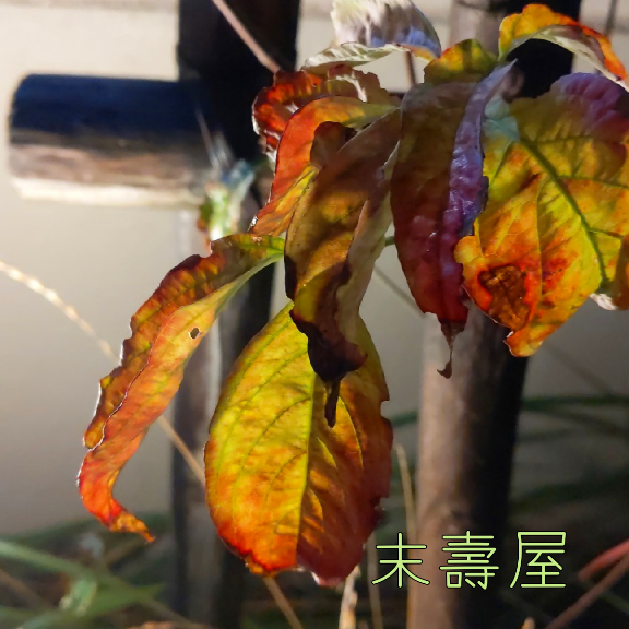 f:id:nonamed:20201023180820p:plain