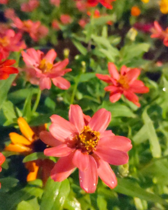f:id:nonamed:20201023202401j:plain