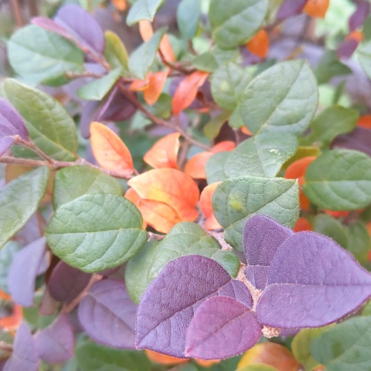 f:id:nonamed:20201029144319j:plain