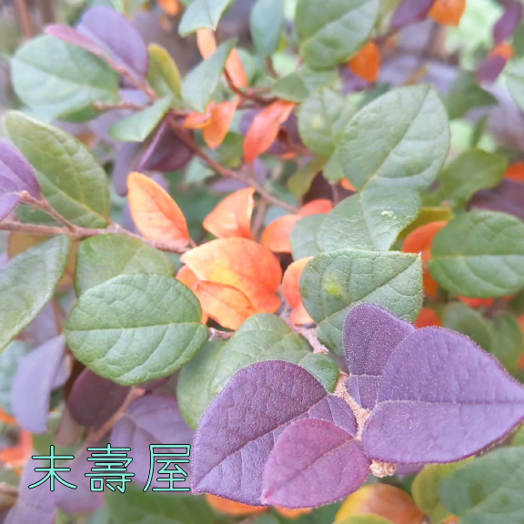 f:id:nonamed:20201029144340p:plain