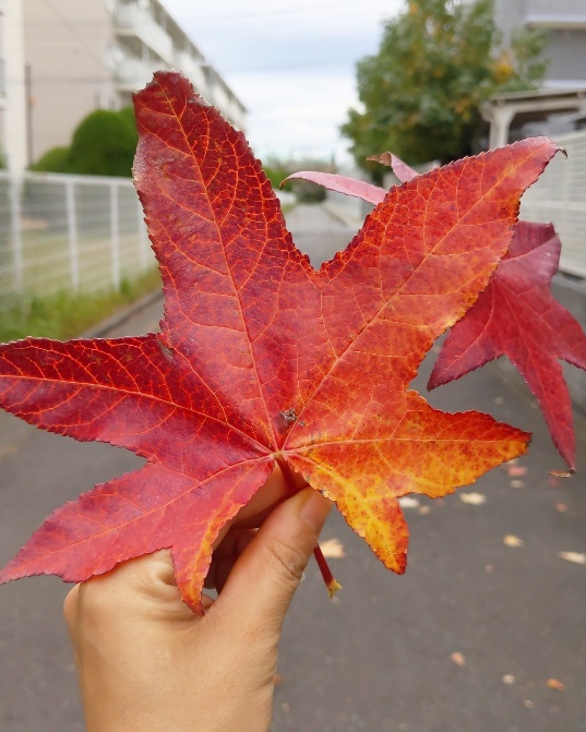 f:id:nonamed:20201107140023j:plain