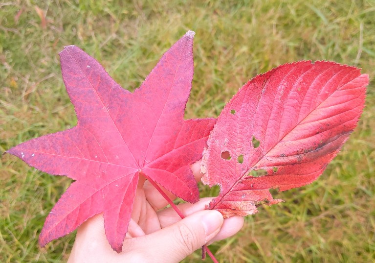 f:id:nonamed:20201107140906j:plain
