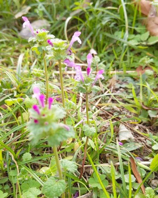 f:id:nonamed:20201109155000j:plain