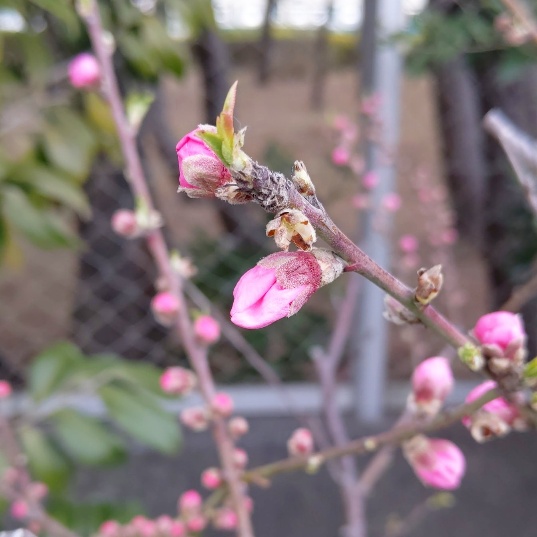 f:id:nonamed:20210225151830j:plain