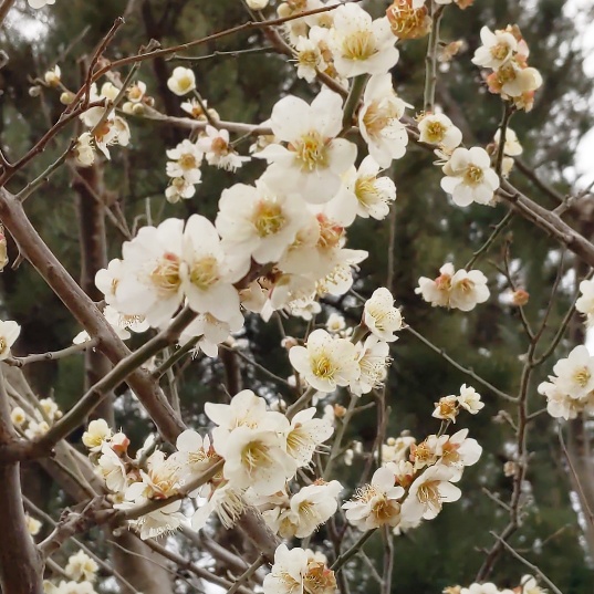 f:id:nonamed:20210225151859j:plain