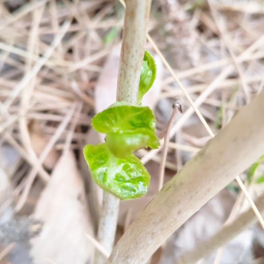 f:id:nonamed:20210225152050j:plain