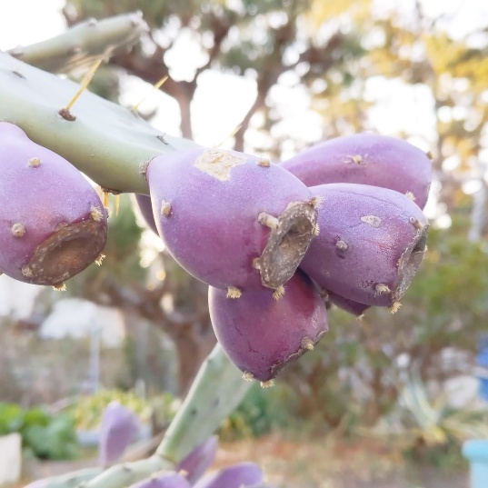 f:id:nonamed:20210305120547j:plain
