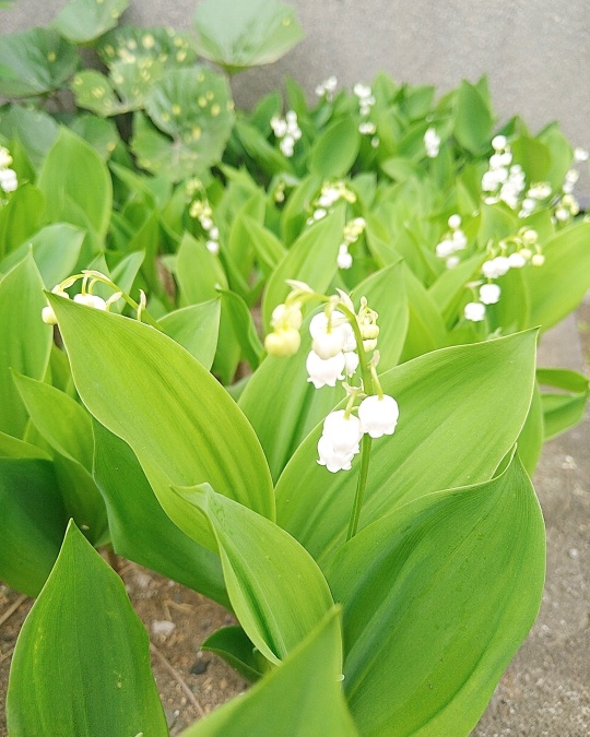 f:id:nonamed:20210427123326j:plain