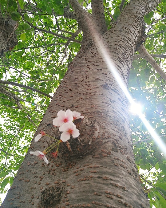 f:id:nonamed:20210428103004j:plain