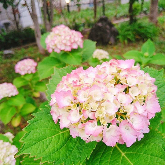 f:id:nonamed:20210524082123j:plain
