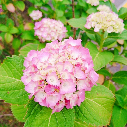 f:id:nonamed:20210524082733j:plain