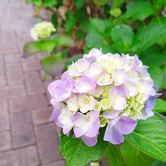 f:id:nonamed:20210524082747j:plain