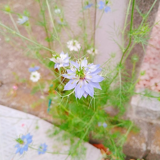 f:id:nonamed:20210524082919j:plain