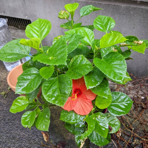 f:id:nonamed:20211019023436j:plain