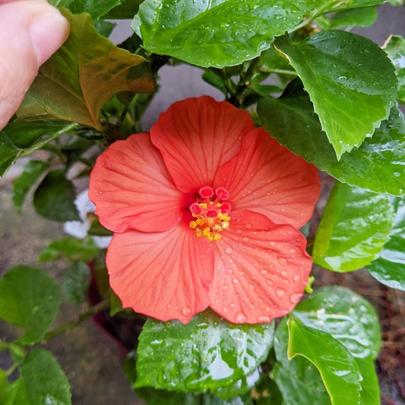 f:id:nonamed:20211019023446j:plain