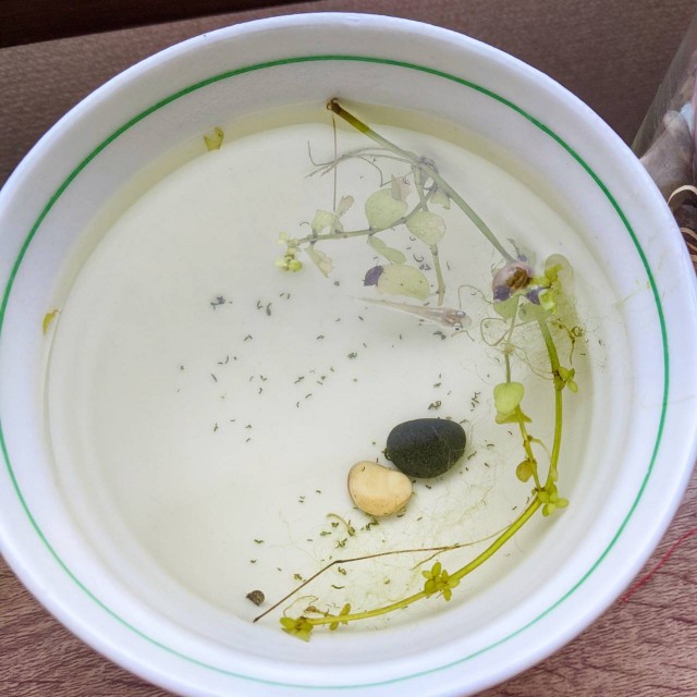 f:id:nonamed:20211028024443j:plain