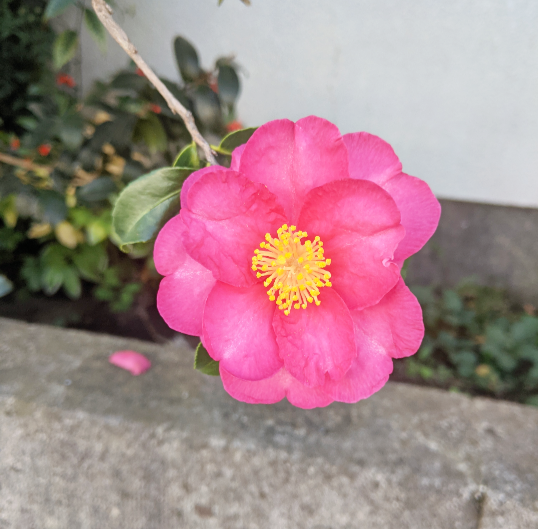 f:id:nonamed:20211125042403p:plain