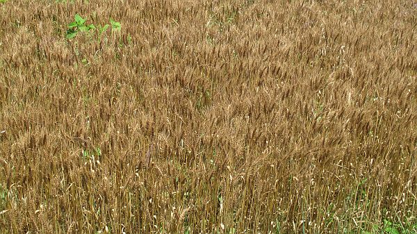 f:id:nonarmoredhead:20210629182627j:plain