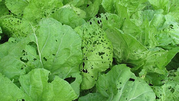 f:id:nonarmoredhead:20210928082517j:plain