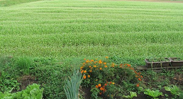 f:id:nonarmoredhead:20210928082727j:plain